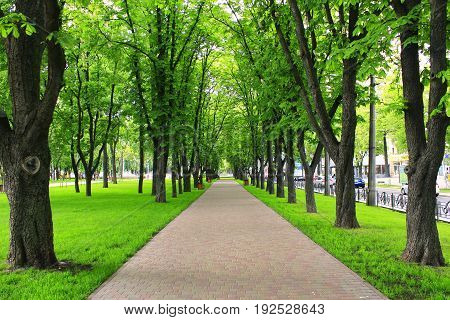 Beautiful city park with path and green trees