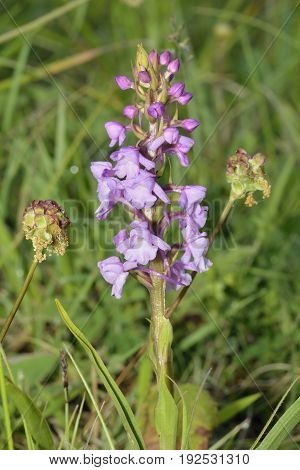 Common Fragrant Orchid