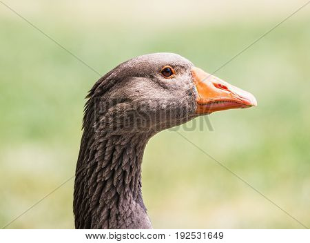 A Duck in at the Lake in the Park
