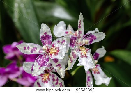 Beautiful and colorful orchid flowers in the garden