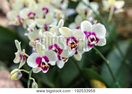Beautiful and colorful orchid flowers in the garden