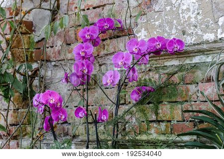 Beautiful and colorful orchid flowers in the garden