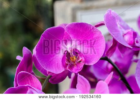 Beautiful and colorful orchid flowers in the garden