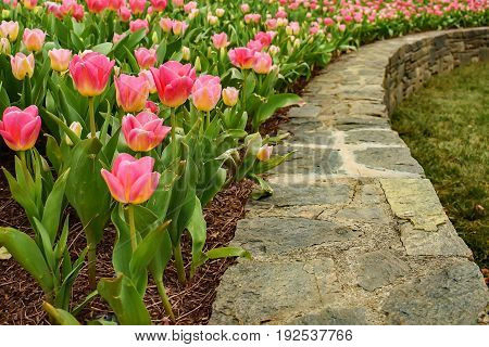 Tulips blooming in the spring time garden