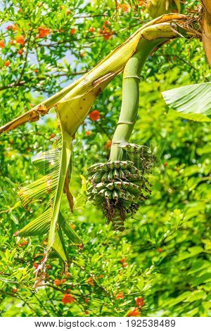 Beautiful Banana Fruit Ripen In The Picturesque Gardens Of Montenegro.