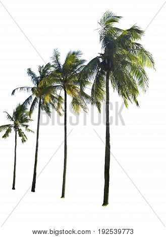 Coconut palm tree isolated on white background