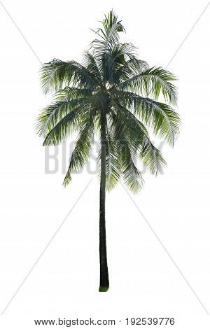 Coconut palm tree isolated on white background