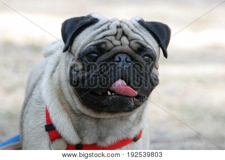 My lovely dog pug name Zumo come to run on the beach