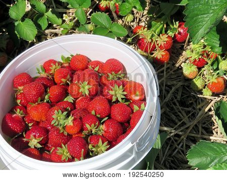Strawberry in the bucket on field in Markham Canada June 24 2017
