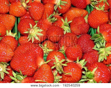 The strawberry on field in Markham Canada June 24 2017