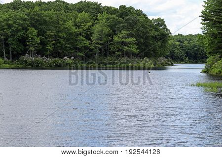 Mountain laurel growing around the banks of this lake.