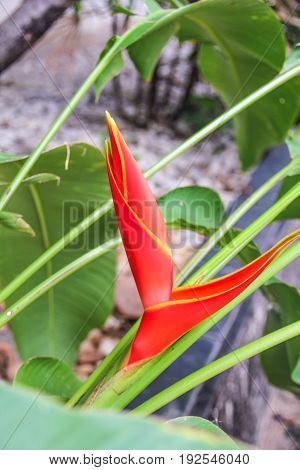 Close red Beautiful Heliconia flower blooming in the plant