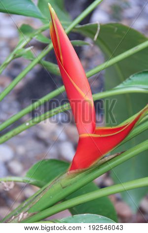 Close red Beautiful Heliconia flower blooming in the plant
