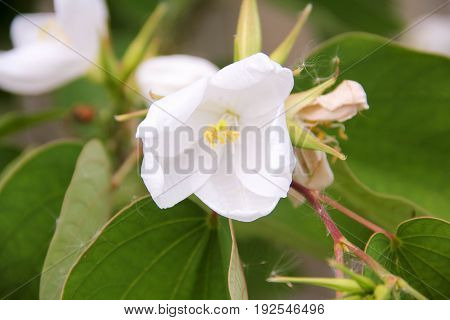 The flower of  a quince in the pant