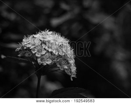 Black and white flower - Vancouver Botanical Gardens