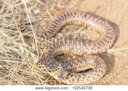 Pacific Gopher Snake (Pituophis catenifer catenifer) Adult in defensive posture. Santa Clara County, California, USA.
