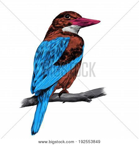 Alcyone bird sitting on a branch sketch vector graphics color picture