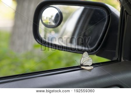 butterfly on the door at the mirror in the car