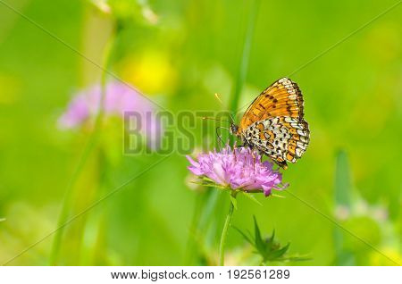 Melitaea cinxia, Glanville Fritillary butterfly on wild flower. Colorful butterfly isolated on green meadow
