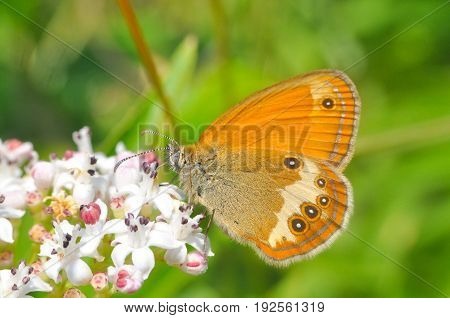 Coenonympha arcania, Pearly Heath collecting nectar from wild white flower. Butterfly on a Sambucus ebulus flowers