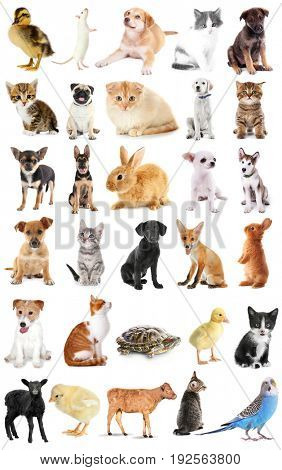 Collage of cute baby animals on white background