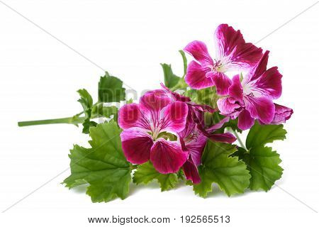 Pelargonium Grandiflorum Imperial