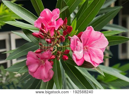Closeup of Pink Oleander Flowers with Buds and Leaves