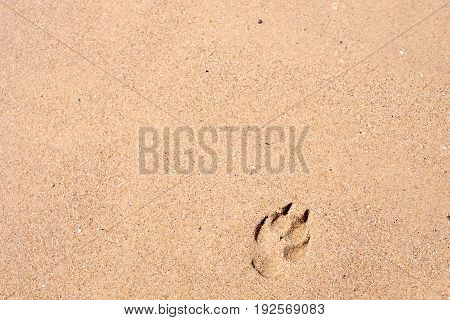 pawprint on the sand and sunset on the beach