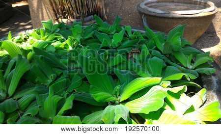 Frog hidden on water plant pond alone