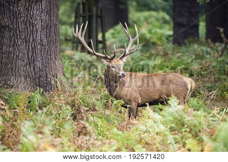 Majestic red deer stag Cervus Elaphus in forest landscape during rut season in Autumn Fall