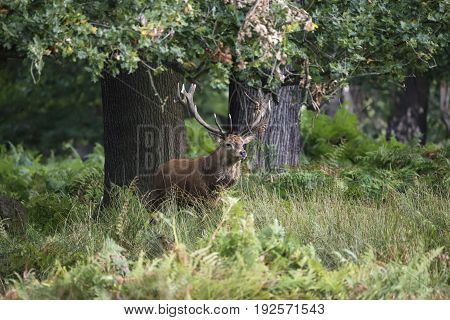 Majestic Powerful Red Deer Stag Cervus Elaphus In Forest Landscape During Rut Season In Autumn Fall