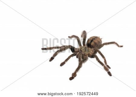 Spider Cyclosternum Davus Fasciatum on white background