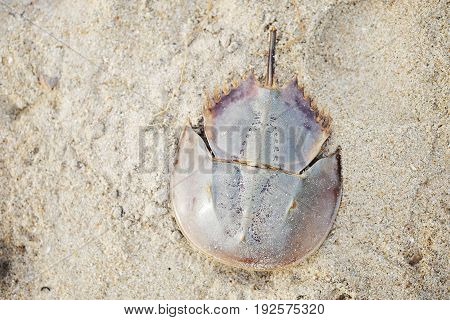 fresh horseshoe crab on the sand near the coast in thailand