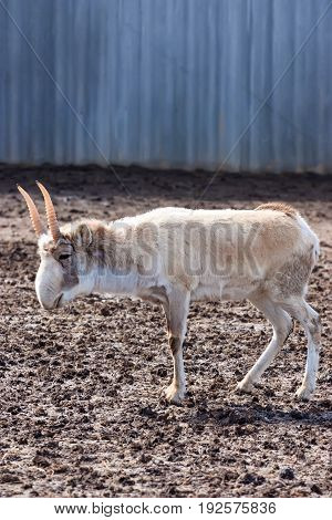 Male saiga or Saiga tatarica in winter coloration