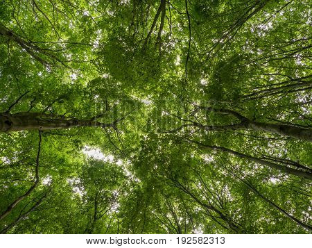 treetops with fresh green leaves in the beechwood forest in springtime