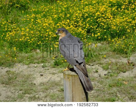 Sparrowhawk perched on post against a background of wild flowers