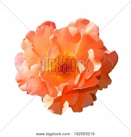 Bright orange rose isolated on white background. Fully open gentle pink rose flower head isolated on white background. Tender pink rose head close up.