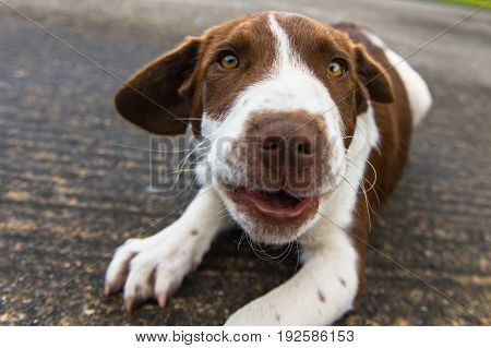 A springer spanial / collie dog lying on concrete looking towards the camera.