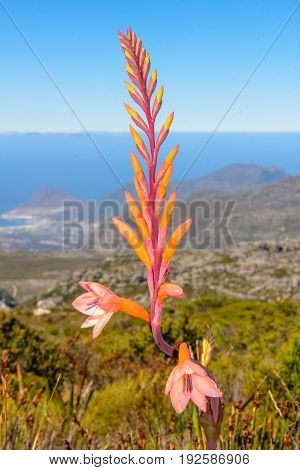 Close up of Watsonia tabularis, unique Cape Flora, at Fynbos species growing on the top of Table Mountain, Cape Town, Western Cape, South Africa.