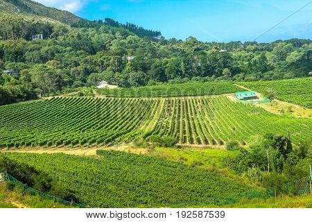 Aerial view of a farm winery in green grapevine, Constantia, Cape Town, South Africa. The Constantia Wine Valley is the most spectacular wine experience in the world with a unique blend of wine.
