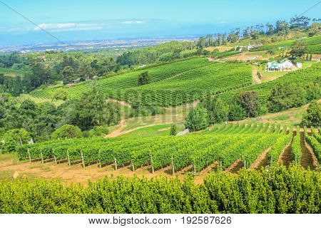 Aerial view of a farm winery in green grapevine. Constantia Valley in South Africa. World famous Wine Route 15 mins from Cape Town.
