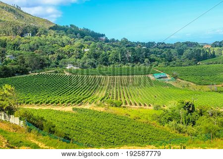 Agricultural farmland with rows of grape vines in a vineyard landscape. Constantia valley, South Africa, Western Cape, famous Wine Route near Cape Town.
