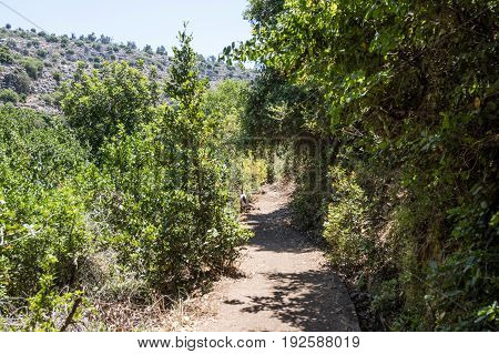 Path passing through a wooded next to a small water channel and descending to the Amud River