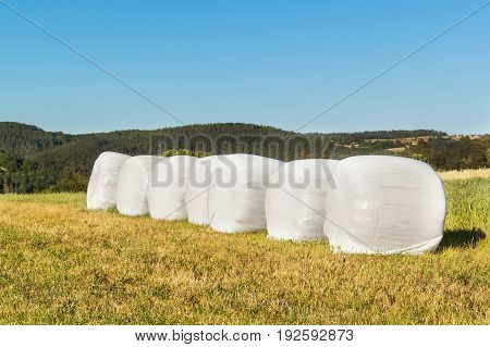 Rural scene with hay bales wrapped in plastic film. Hay bales in plastic. Summer work on an agricultural farm
