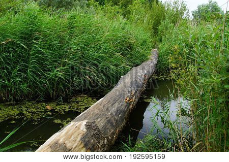 Tree drunk bridge crossing a river in flooded forests
