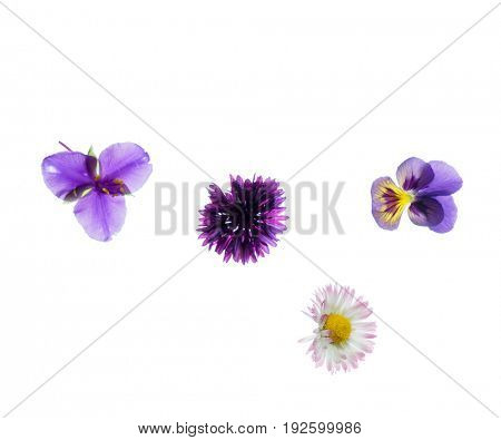 summer flowers isolated