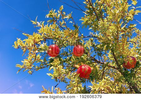 Branches of a pomegranate tree with ripe fruits against the sky