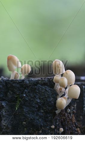 Mushrooms (Coprinus disseminatus) on a stump in a green moss