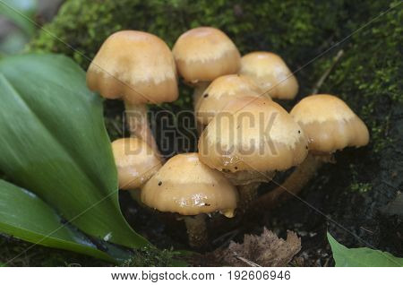 Sheathed woodtuft on an old stump close up