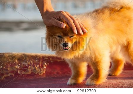Cute Dog and owners are showing love.